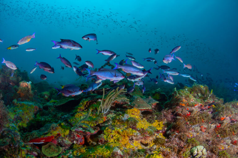 Schools,Of,Creole,Wrasse,In,The,Beautiful,Coral,And,Blue