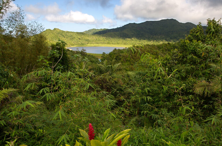 Grenada,Island,-,Grand,Etang,National,Park,-,Grand,Etang