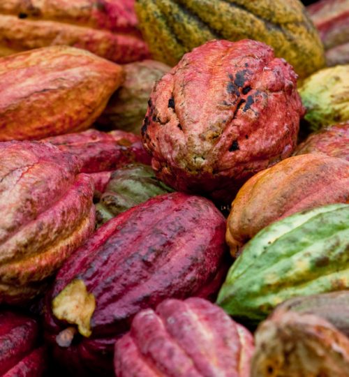 Ripe,Trinitario,Cocoa,Bean,Pods,After,Harvest,In,The,Rain